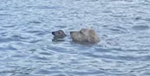 Dog Flees House To Aid ‘Creature’ With Nose Barely Above Lake Water
