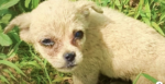 Man Ditched Puppy In Woods So He Couldn’t Be Rescued, Guy Wanders By